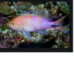 The best Fishy group!