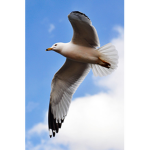 The Kingdom of Seagullia