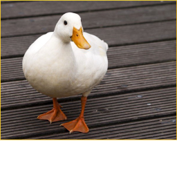 Duckie Hangout!