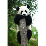 Poochie panda squad