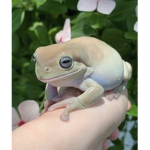 •hads froggys•