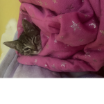 Miss Kitty Gurl