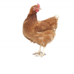 Ckicken