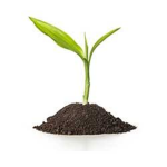 RobuxSprout