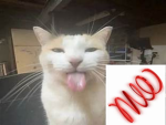 speed coil cat studios