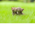 kittens and cats are the cutest