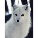 The Foxy Fan Groups!