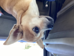 My cute little dog