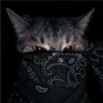 BadCat Clothing