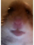 Hamster cave