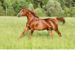 Horse Valley 2