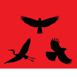The Avians Coalition