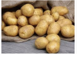 Kartoffel gang Meister