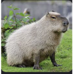 The capabaras