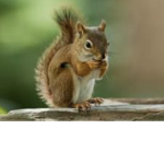 Chipmunk/squirrel group