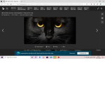 CaT gaAnG
