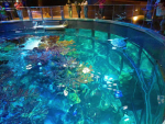 Eddie’s fish tank !!