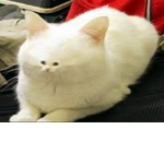 LEGENDARY CAT : GROUP