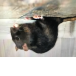 Chill rat soldier