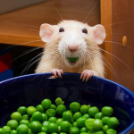 The rat and mice community