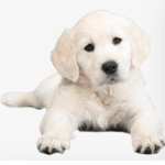 Puppy Family!!!