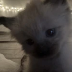 kttylace Group Thumbnail