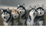 The Alantic Husky Creators