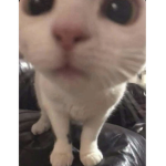 LuvbOltzz