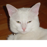 Hamudipreto