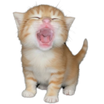 The Kitten Game!