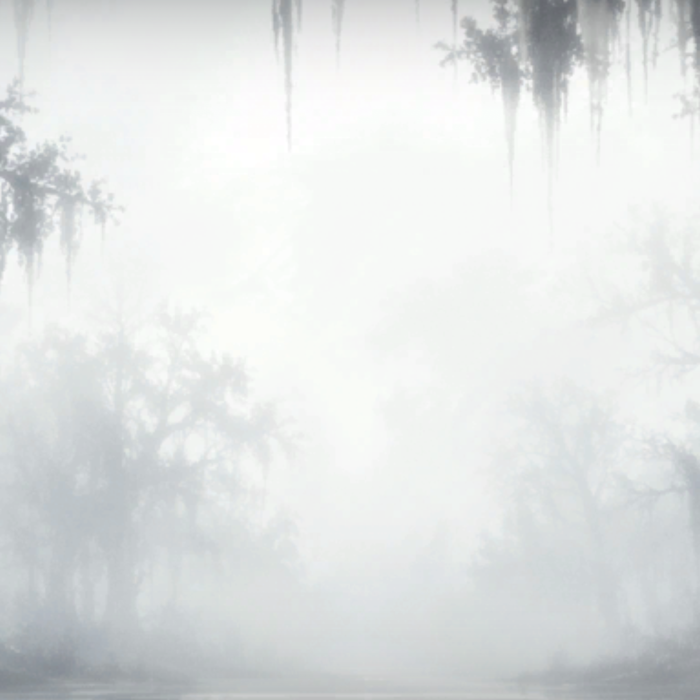 Swampy Foggy Willow Tree Background