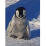 Penguin the Penguin