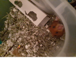 RODENT ARMY