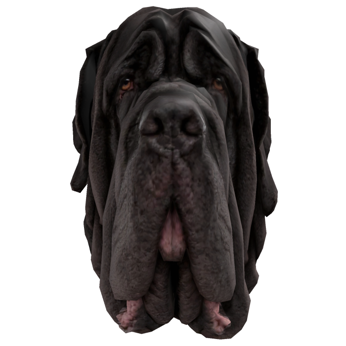 [⌛] Neapolitan Mastiff Drooped Dog Meme Head 