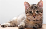 kittens 4 live