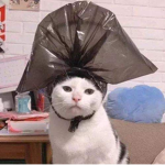 iXfinnie's Fan Group