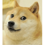 THE DOGE IS GOOD