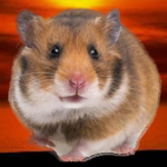 hamster empire