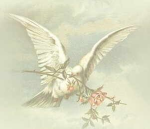 doves .
