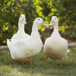 swaggyerror's ducks