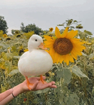 dUcKY SquAd…