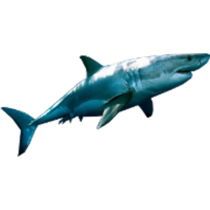 shark icon