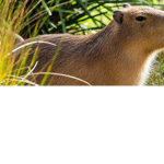 Capybara (ok I pull up)
