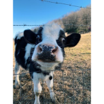 Sista cows