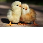 $\ Chicken Club ##