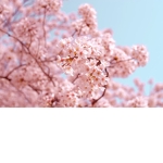 Sakura Pomme