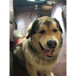 The dog group recruits