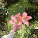 fairy ୨ৎ Group Thumbnail