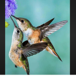 Hummer Family
