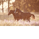 Pastel Blue Stables!